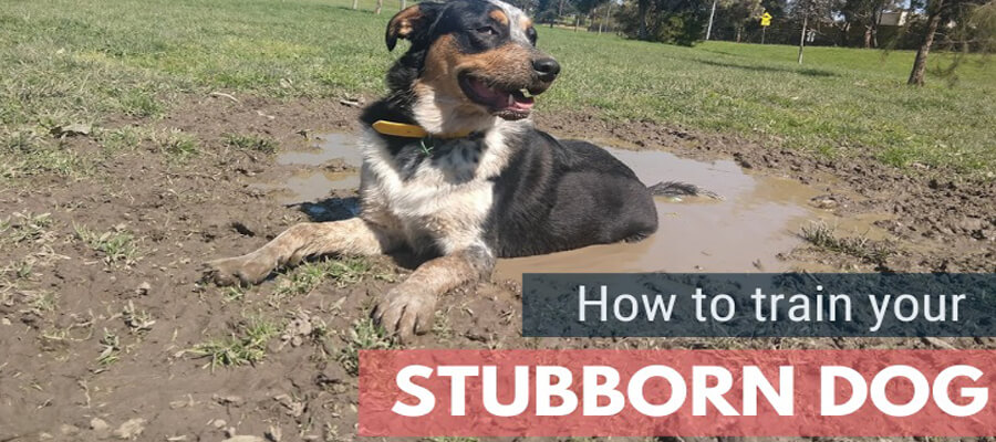 Effective Ways to Train a Stubborn Dog: Tips and Techniques